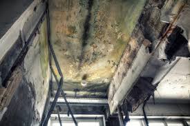 Best Residential Mold Inspection & Testing in Deer Park, WA